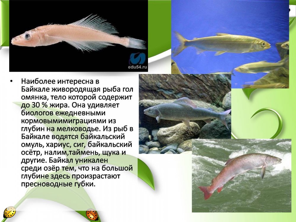 Презентация на тему рыбы Байкала