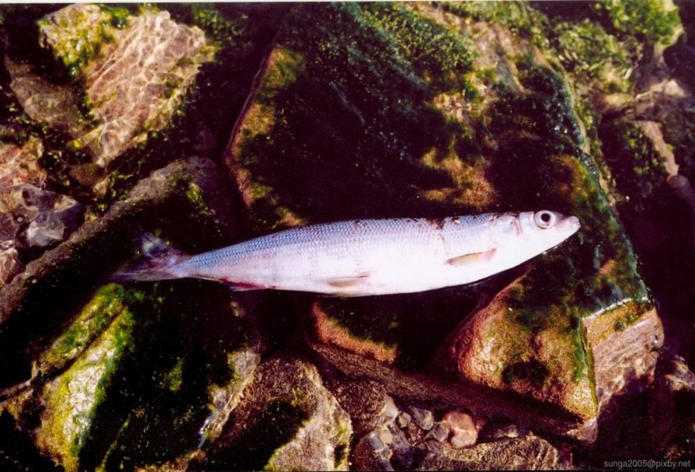 Прозрачная рыбка Micro Tang