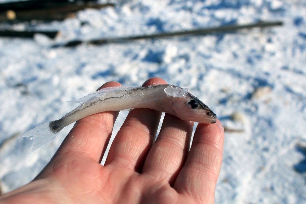 Голомянка Байкальская рыба
