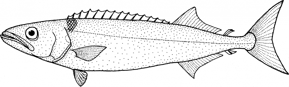 Речная рыба Таймень