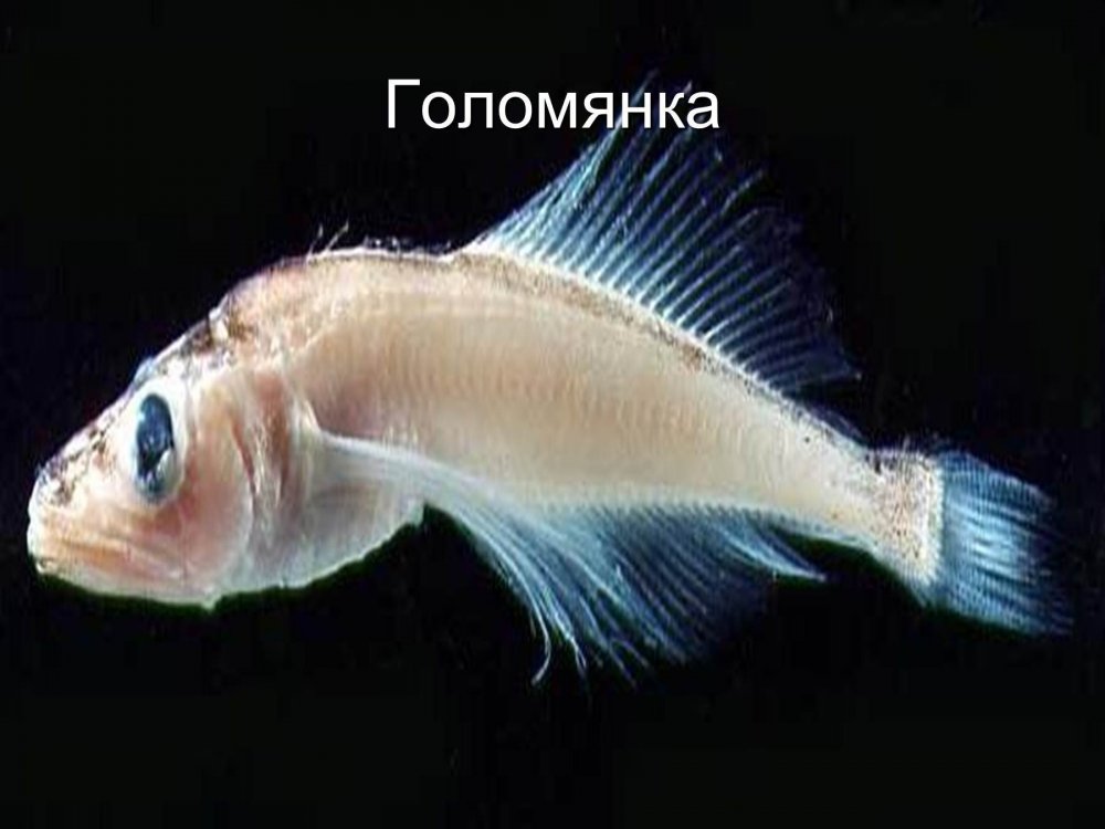Рыба Байкала Голомянка