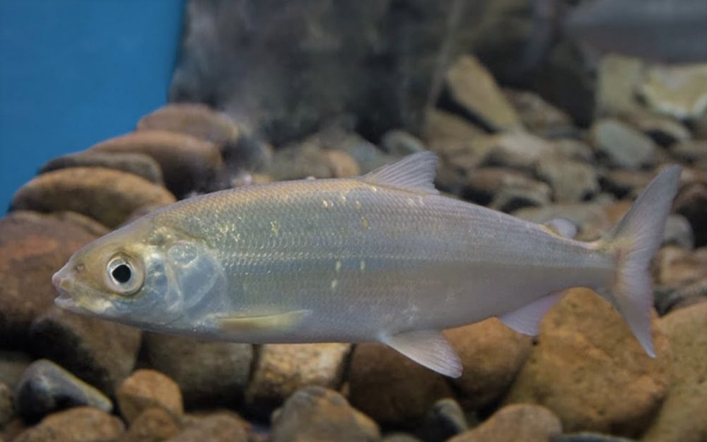 Прозрачная Байкальская рыбка