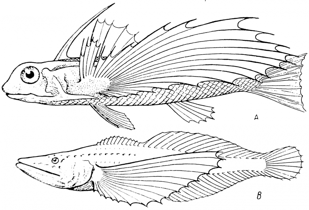 Рыба Голомянка рисунок карандашом