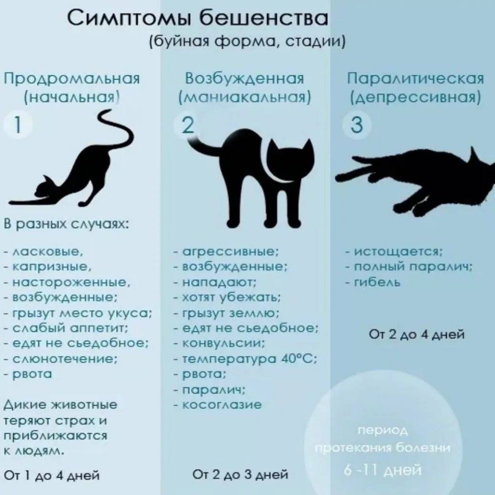 Симптомы при бешенстве у кота