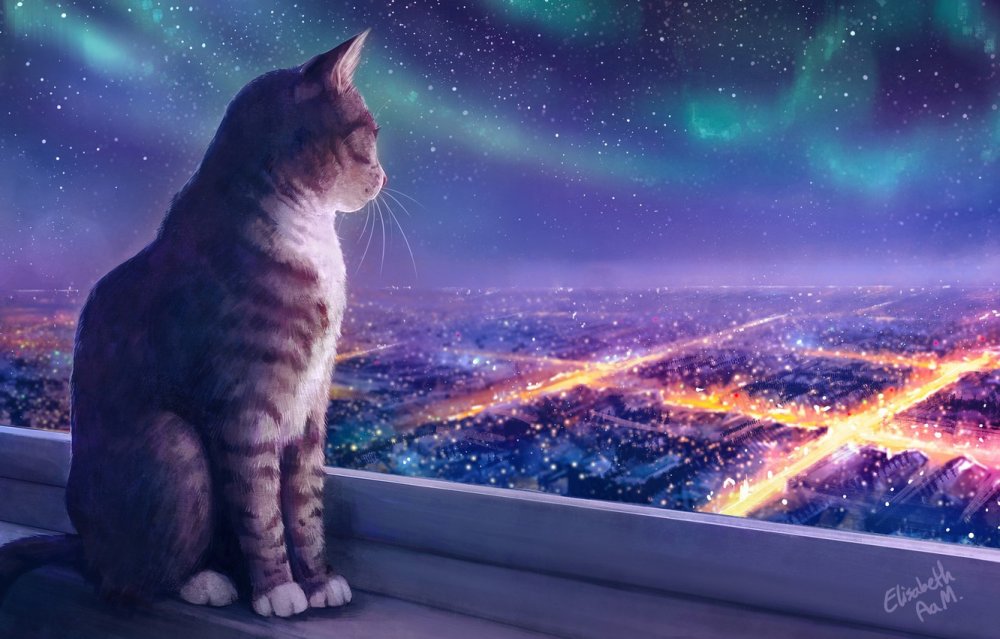 Кот и звездное небо