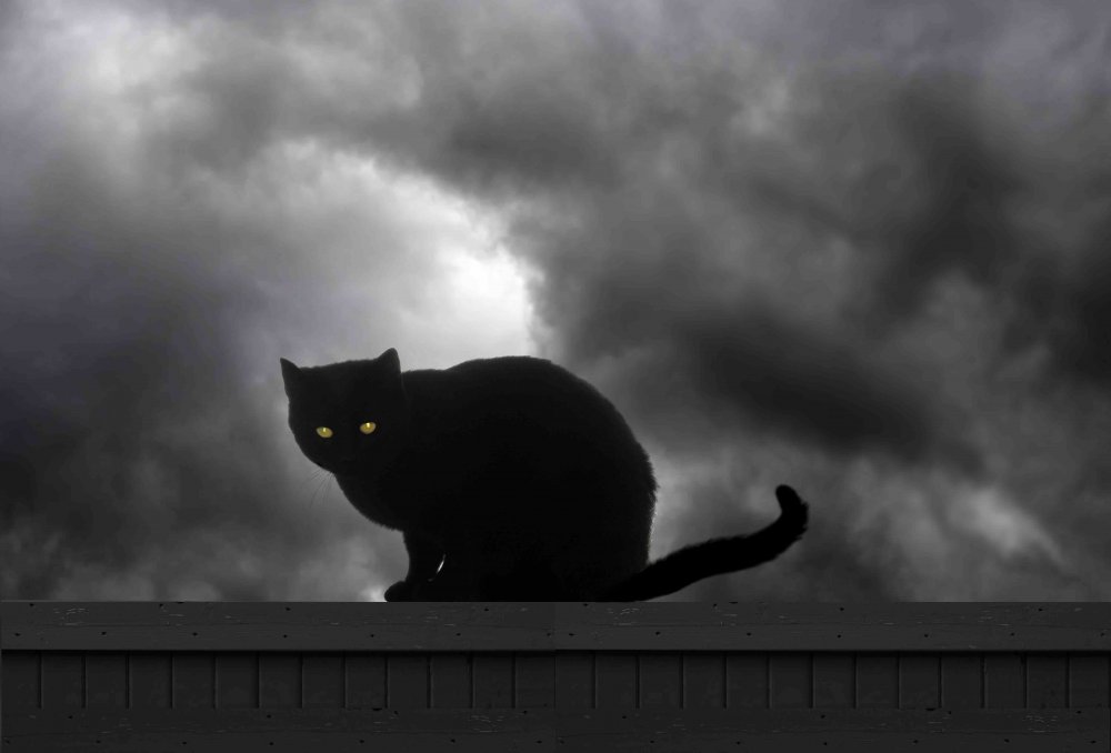 Черный кот на заборе