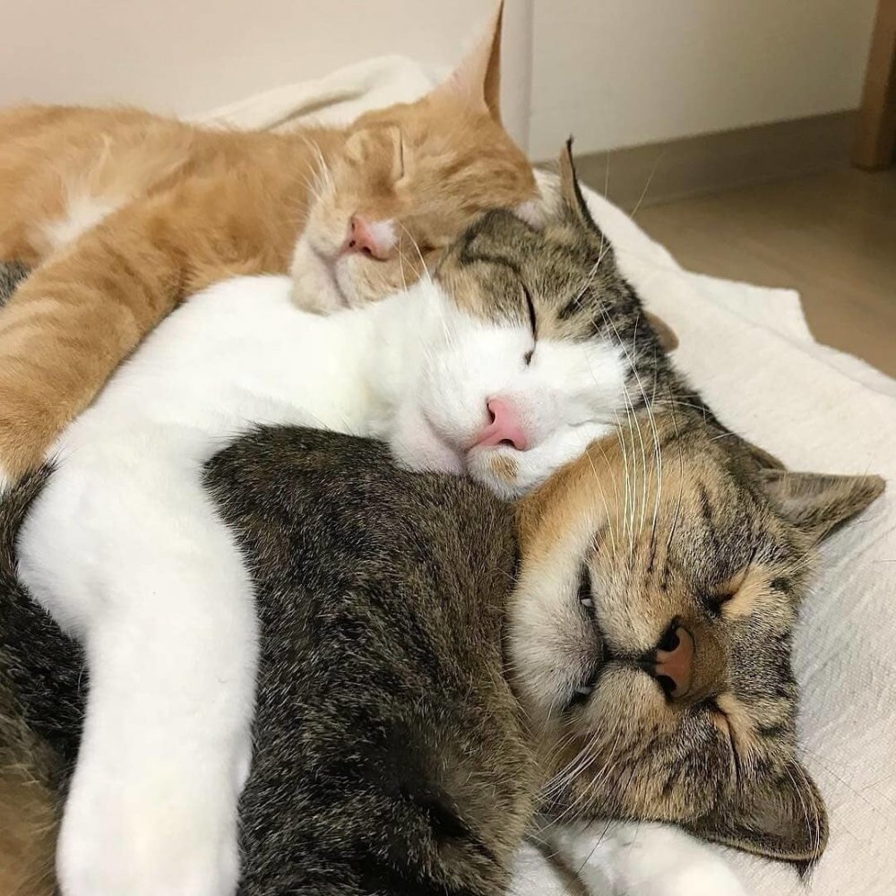 Котята спящие в обнимку