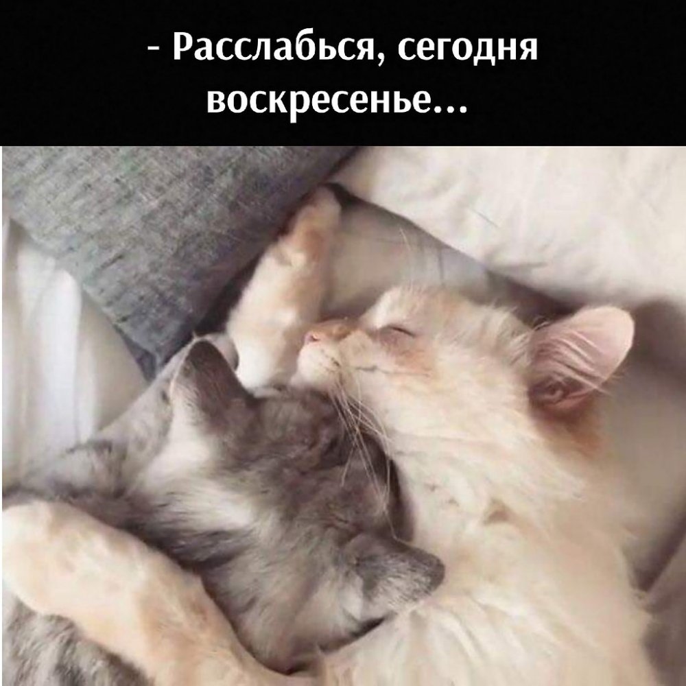 Два котика под одеялом