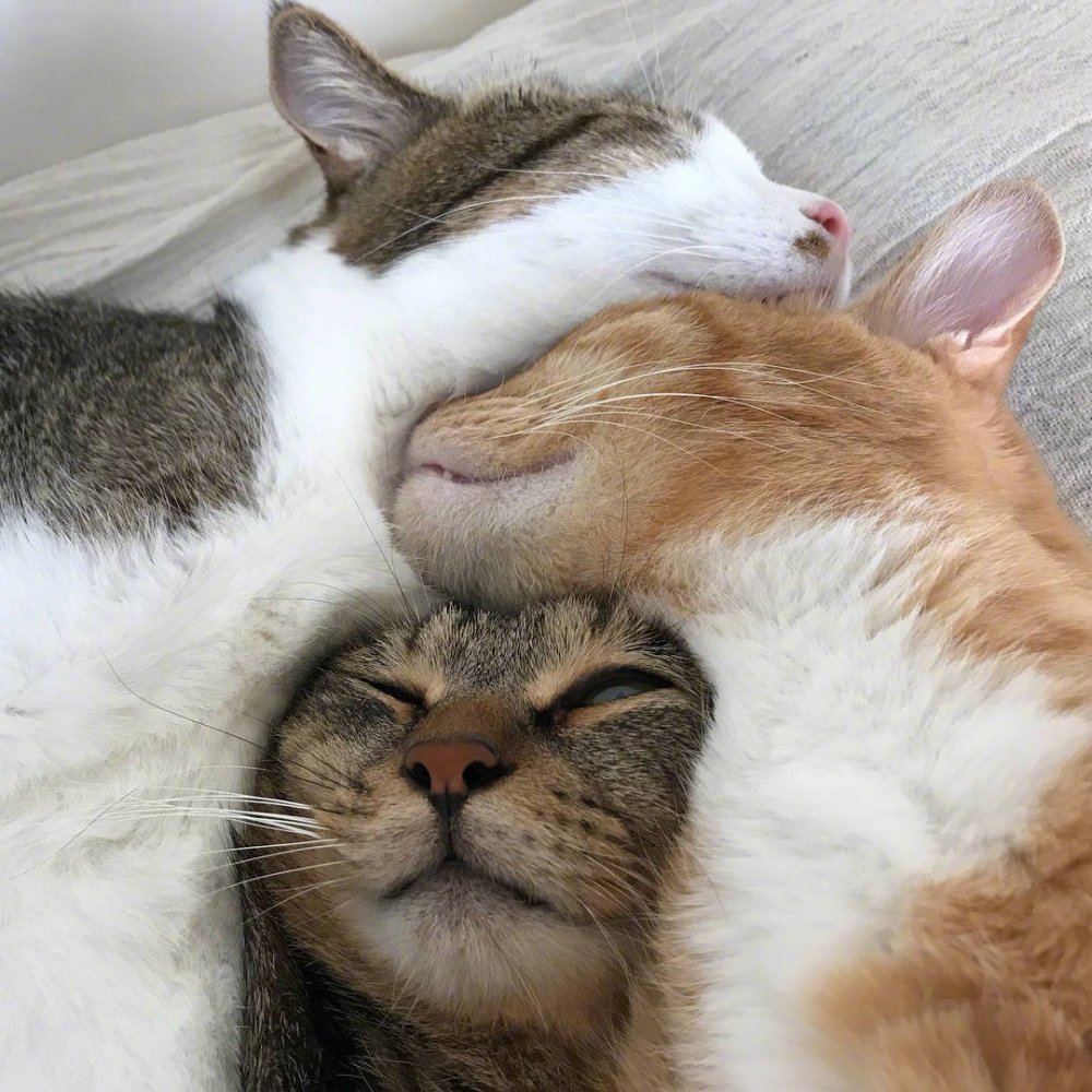 Два котёнка спят в обнимку