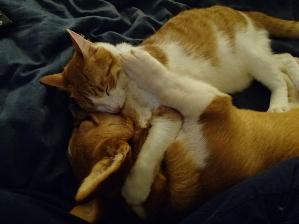 Котики обнимаются пикчи