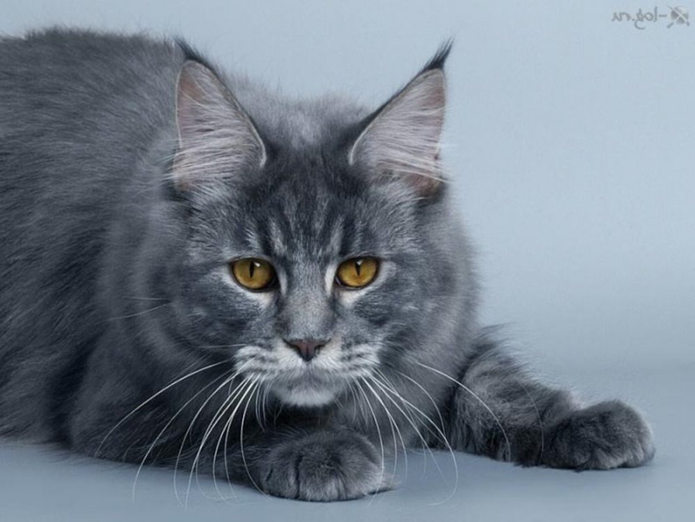 Сибирская кошка серая дымчатая
