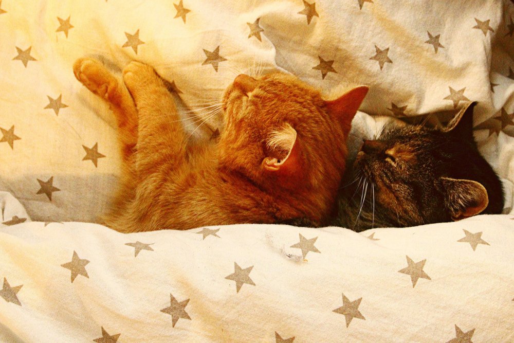 Котики лежат вместе