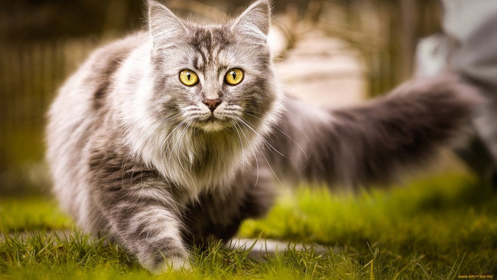 Серый желтоглазый Сибирский кот