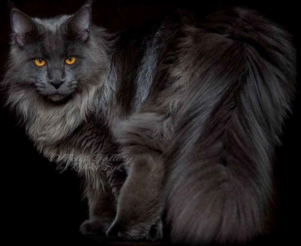 Сибирская кошка дымчатая