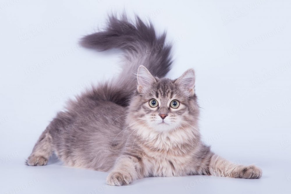 Сибирский кот серый длинношёрстный