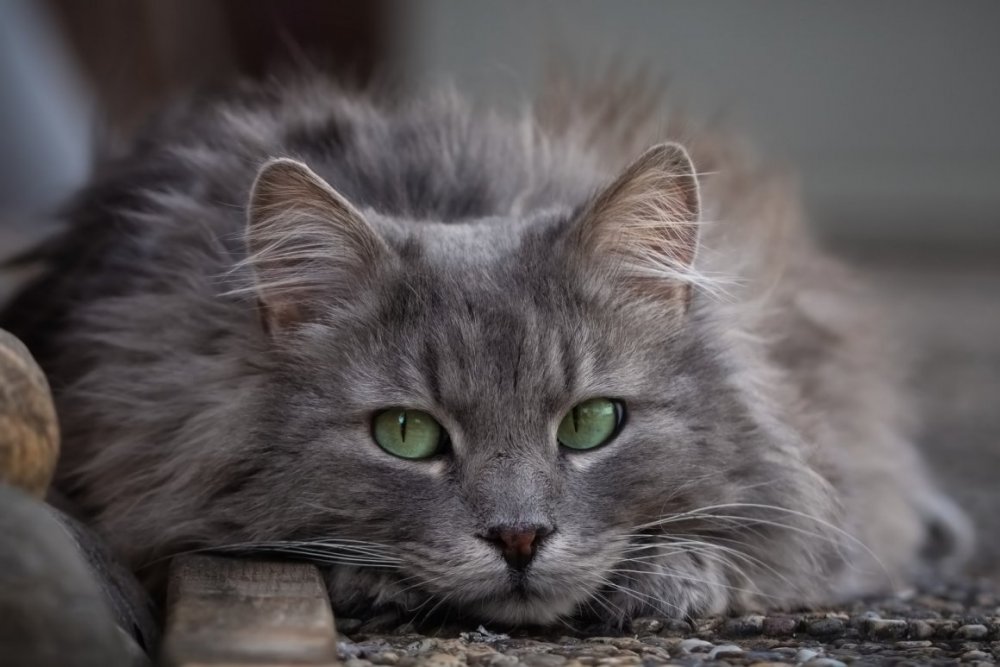 Серый пушистый кот