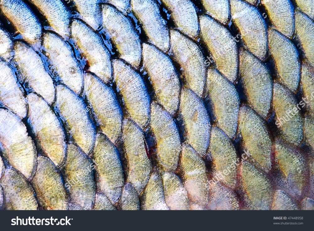 Рыбы с необычной чешуей