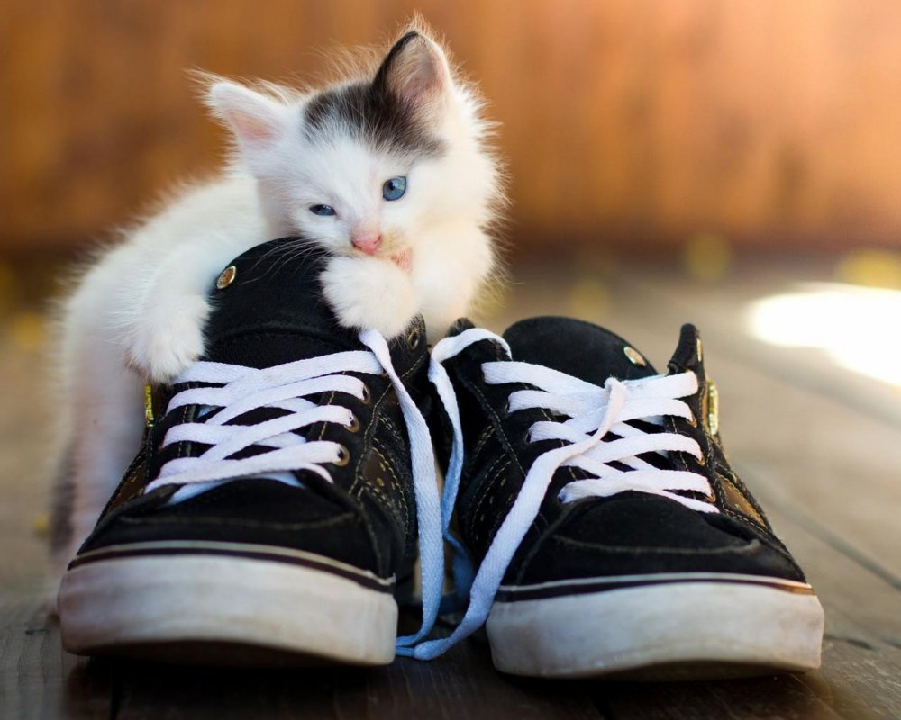 Cat in adidas Tracksuit