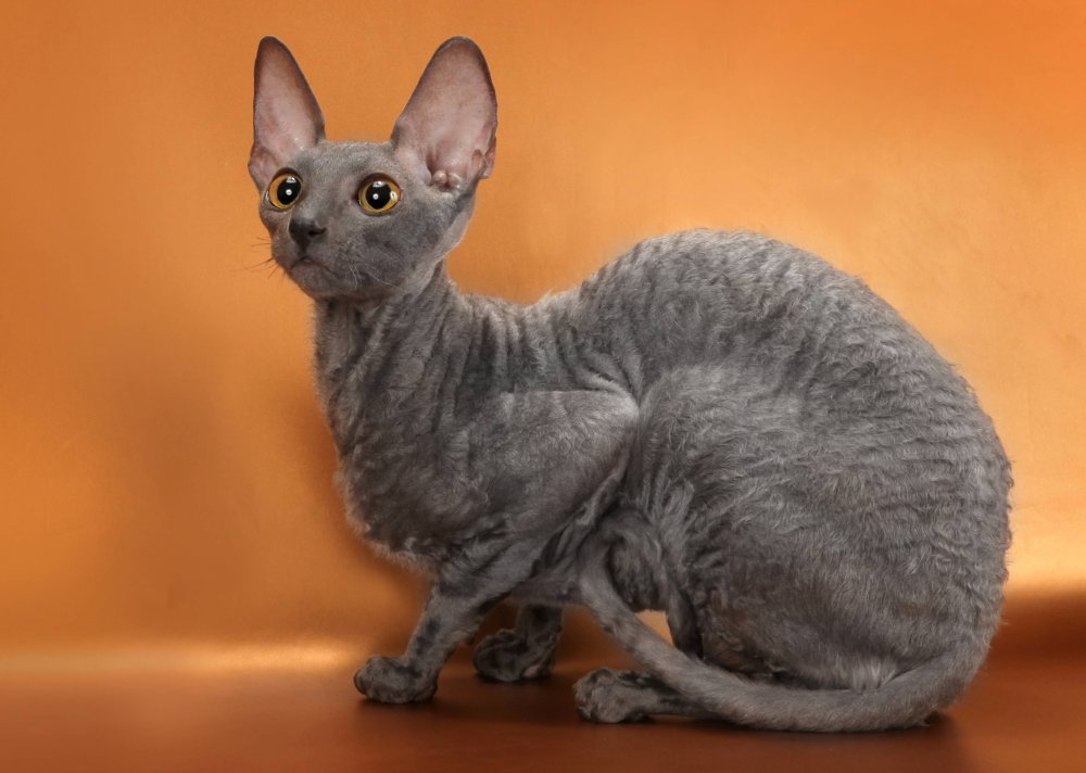 Сфинкс кошка с шерстью браш