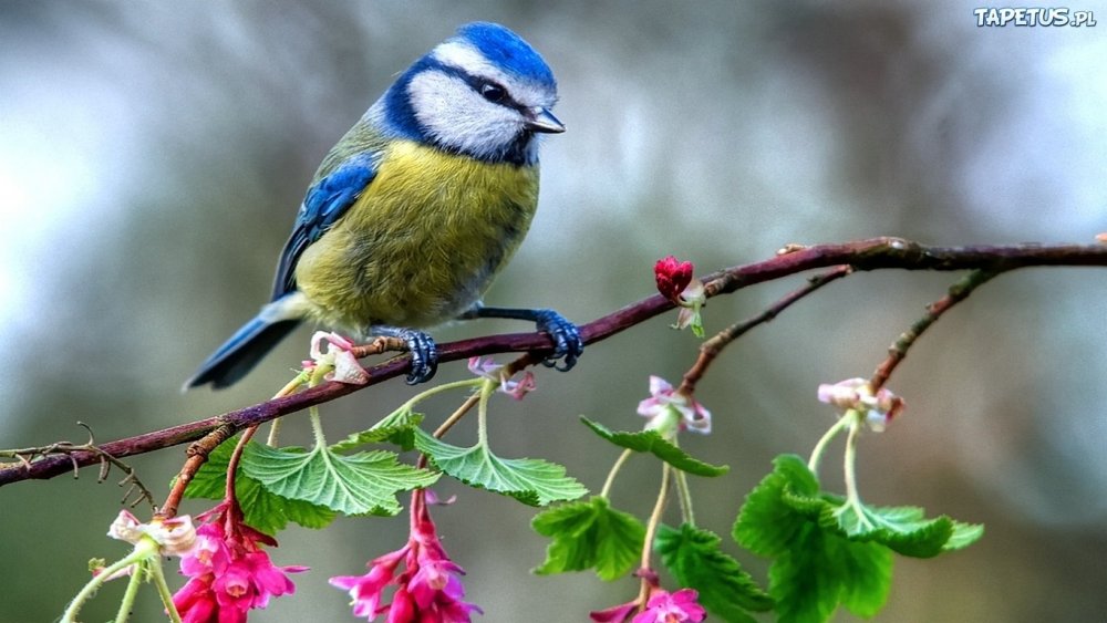 Весенние птицы синица
