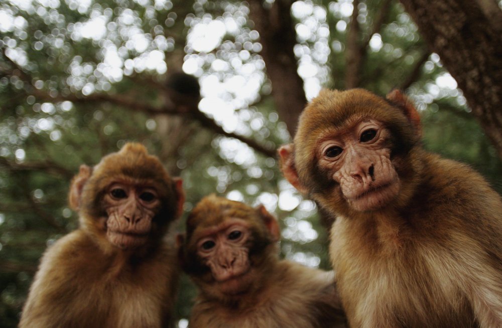 Три смешные обезьяны