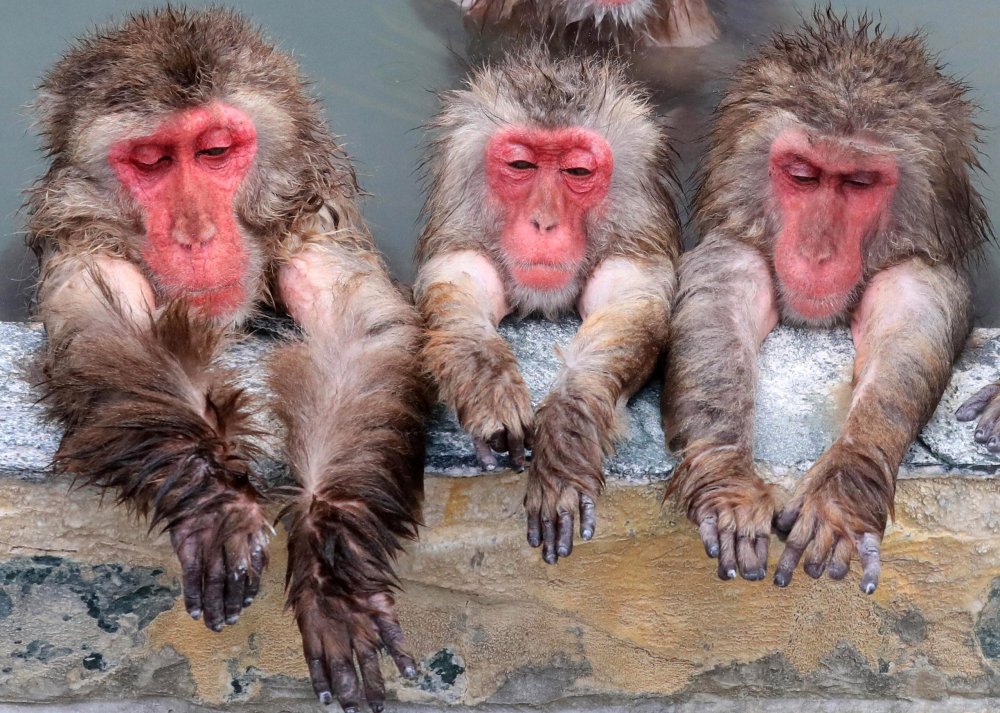 Трое обезьян