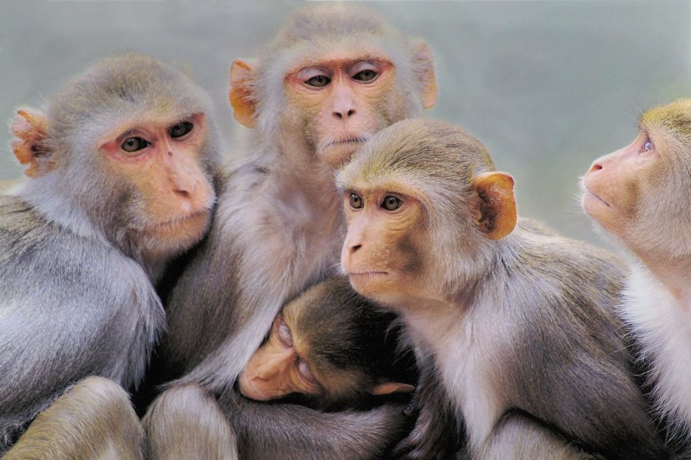 Сборище обезьян
