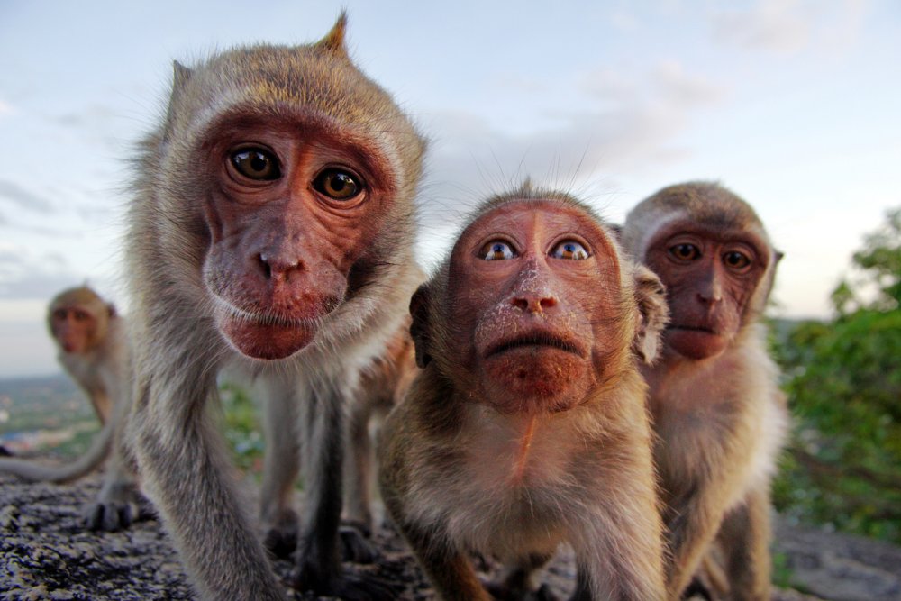 Три Мудрые обезьяны