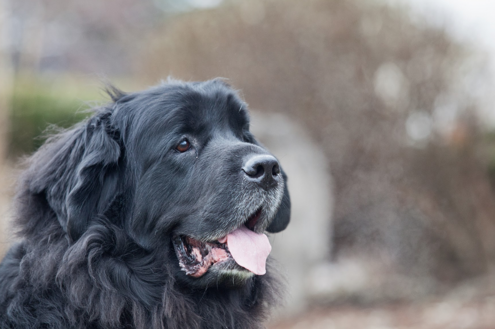 Ньюфаундленд собака черный