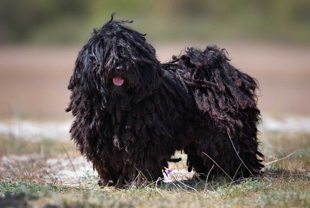 Черный терьер собака Сталина