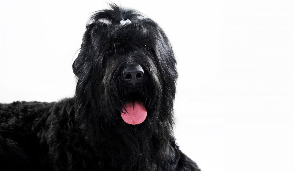 Большая черная лохматая собака