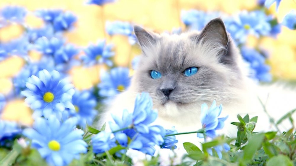Синие коты