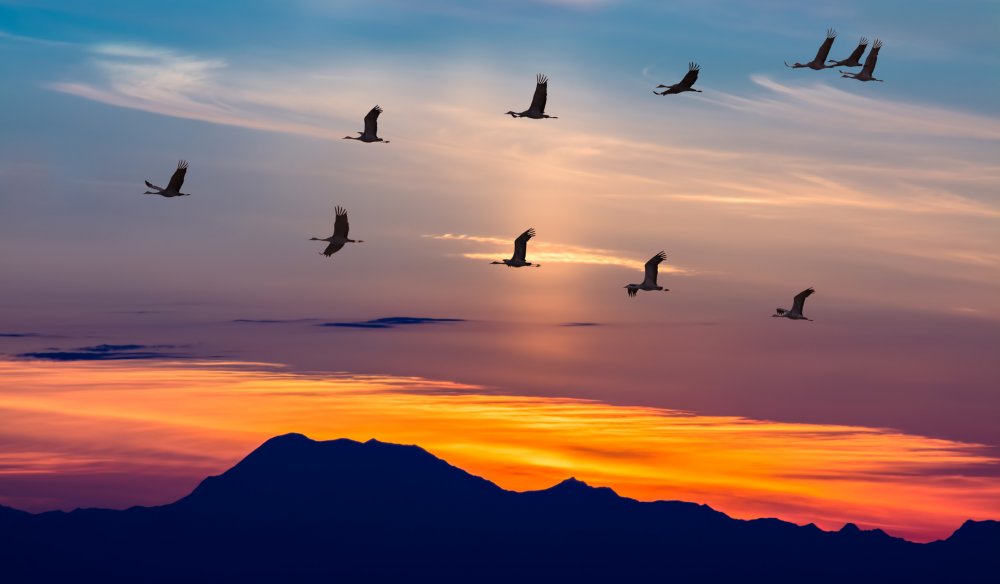 Клин перелетных птиц в небе
