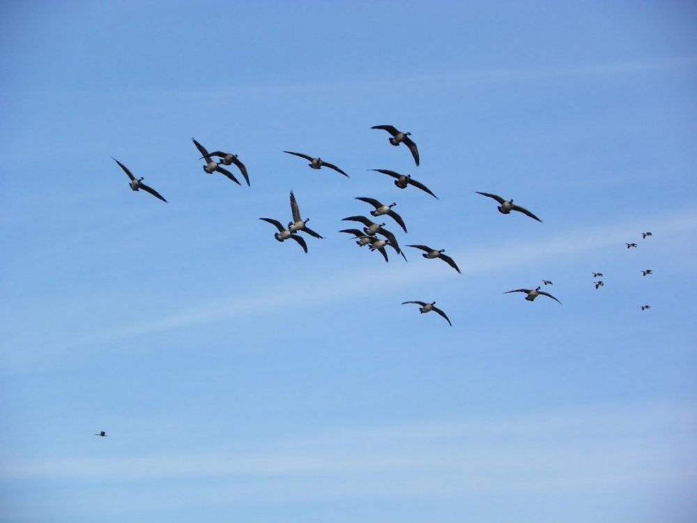 Миграция птиц Клин