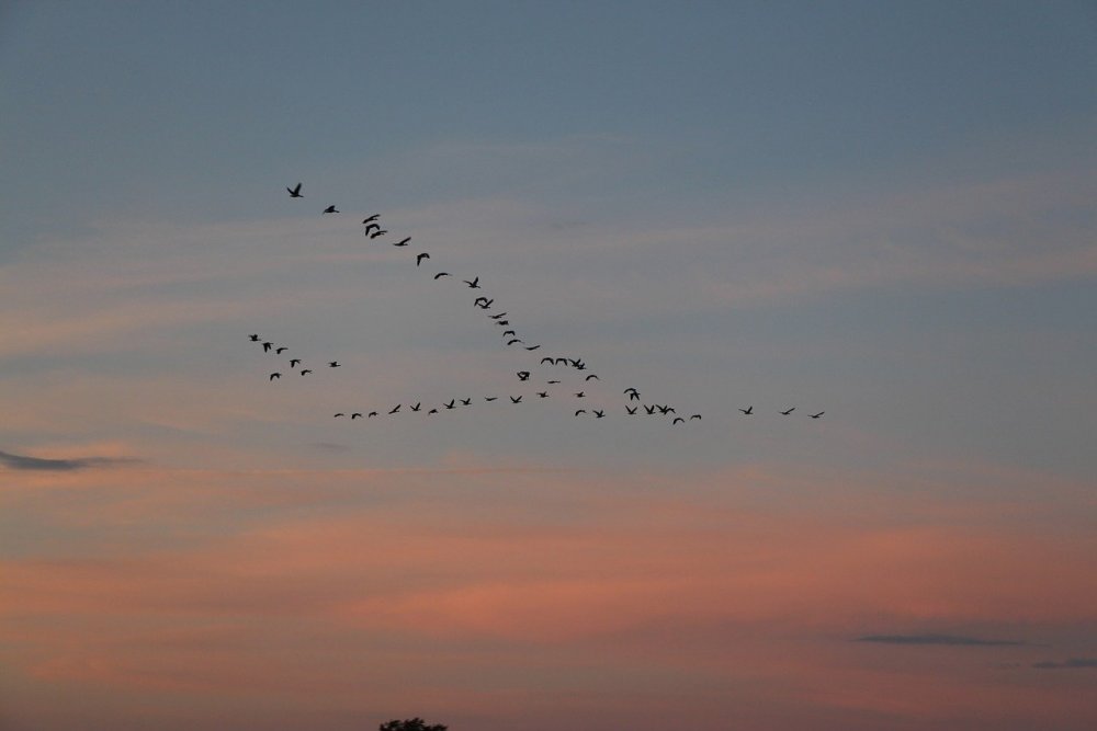 Перелетные птицы в небе