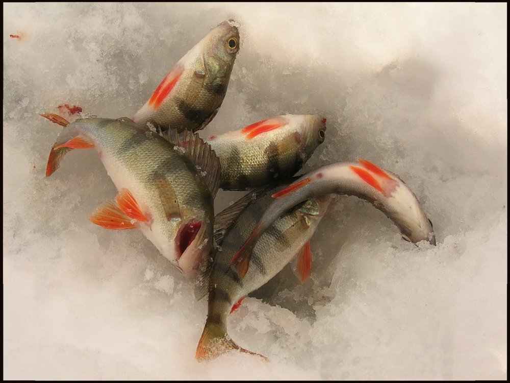 Рыба на снегу