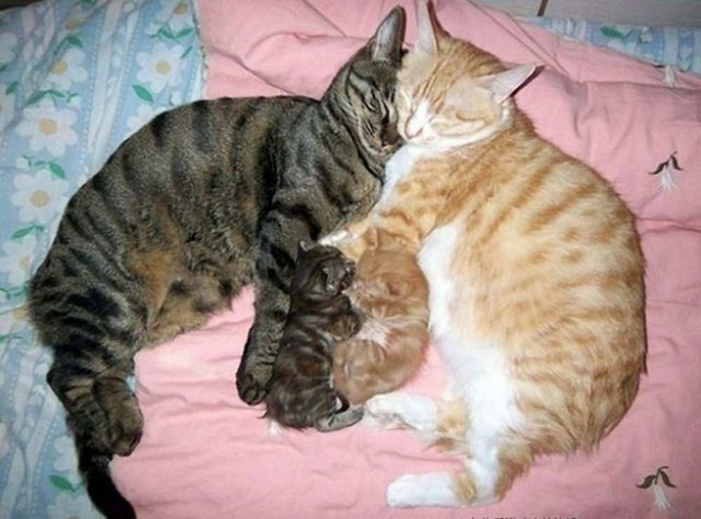 Счастливая Кошачья семья