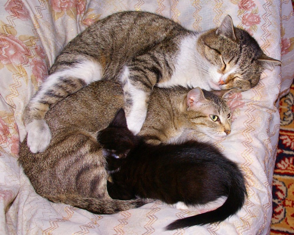 Кошачья семья фото