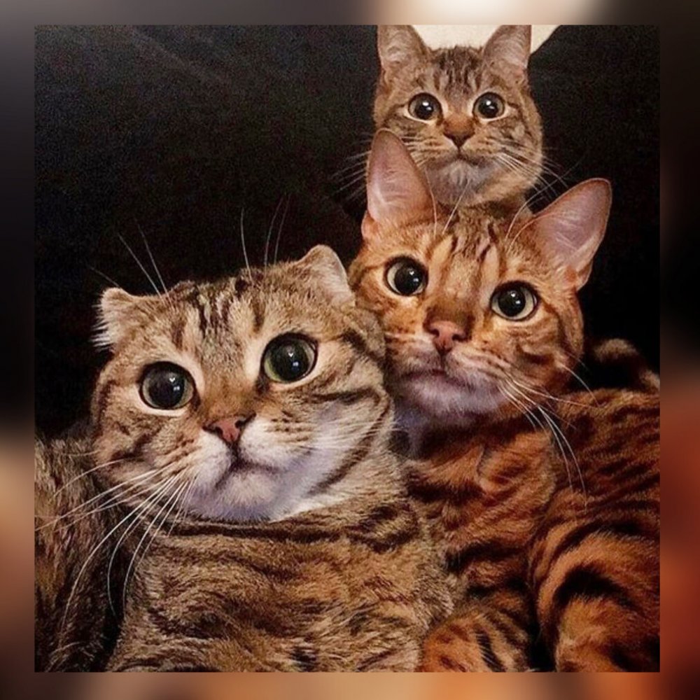 Три смешных кота