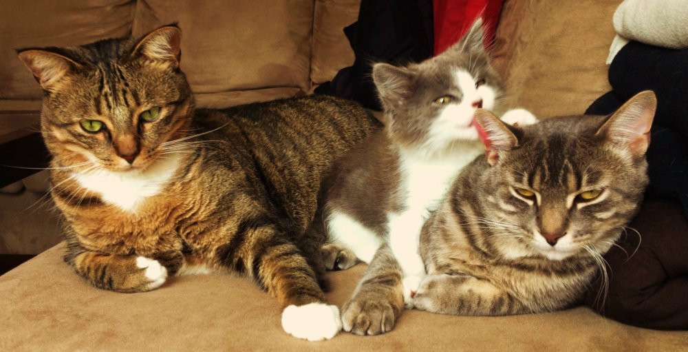 Мама кошка и папа кот и котята