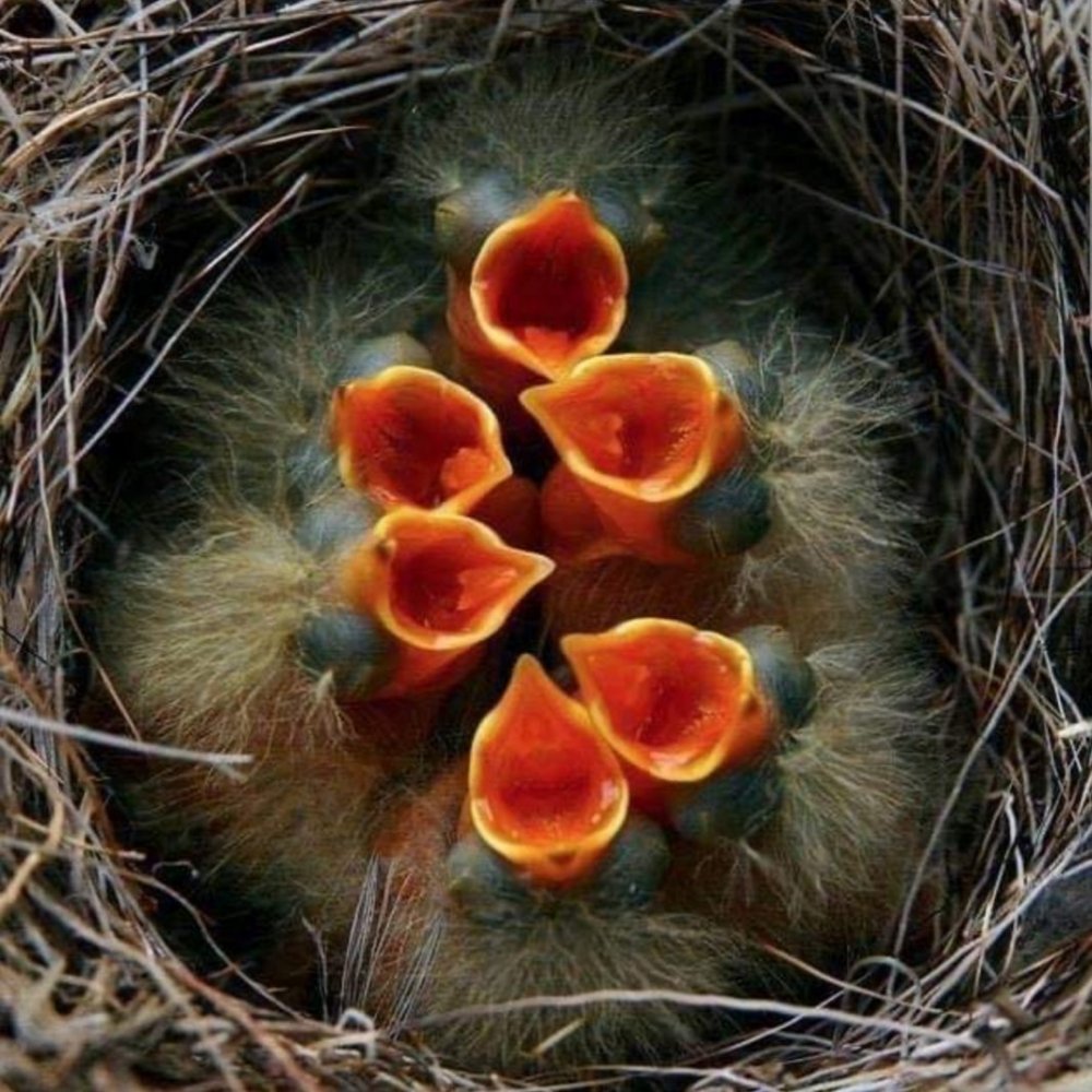 Амадины гнездо