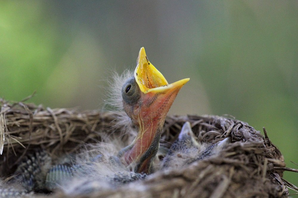 Птенцы в гнезде с открытым клювом