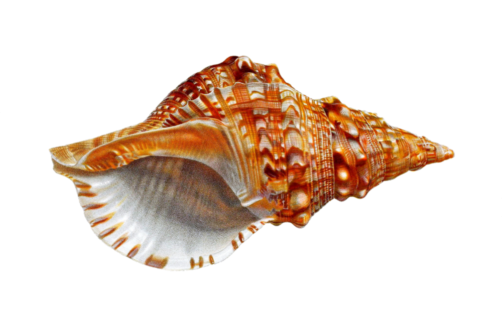Брюхоногие моллюски перловица