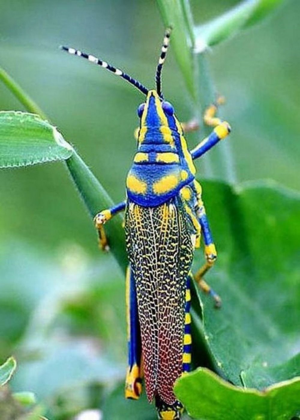 Индийские насекомые