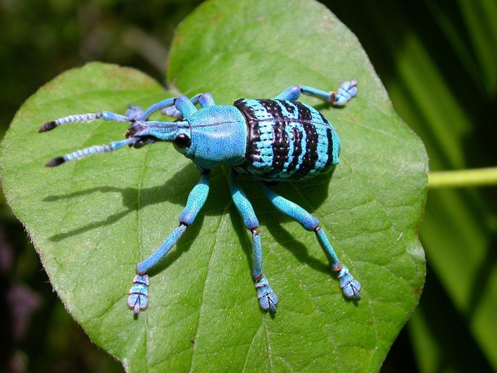 Кадмал индийское насекомое Википедия