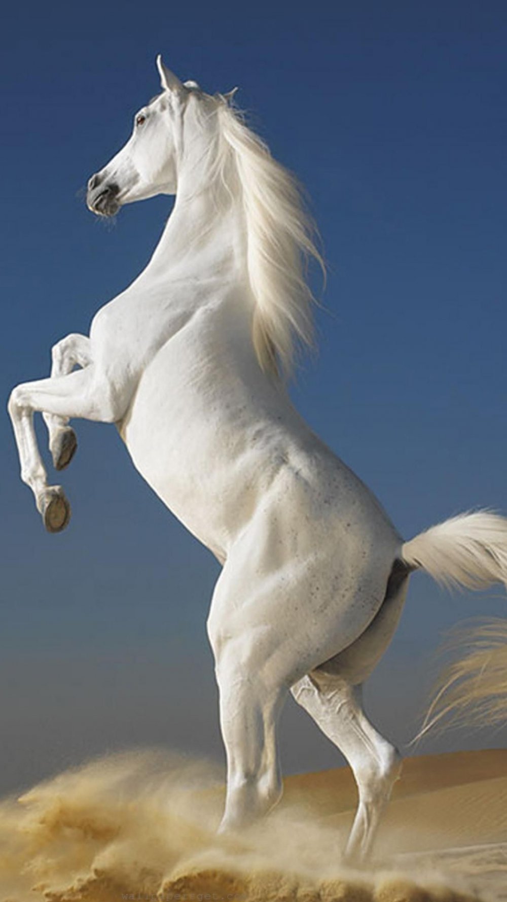 Белая лошадь на дыбах
