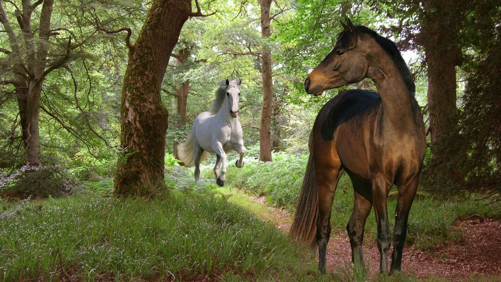 Лошадь в лесу