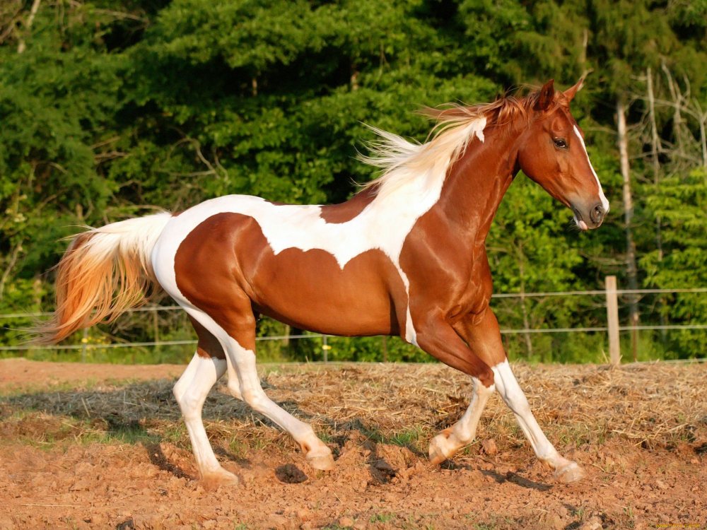Игренево-пегая лошадь