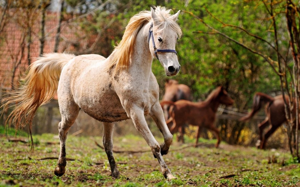 Тыгдынский конь