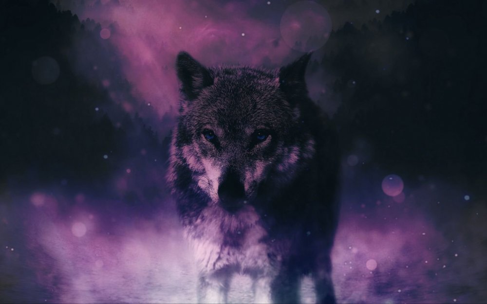 Волк на темном фоне